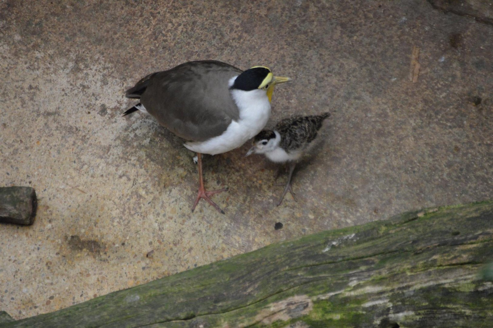 Vanellus miles miles mother and chick