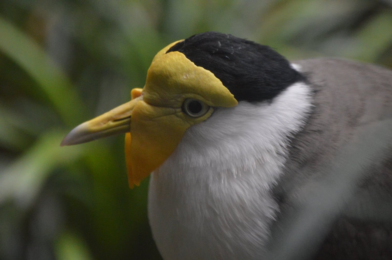 Vanellus miles miles