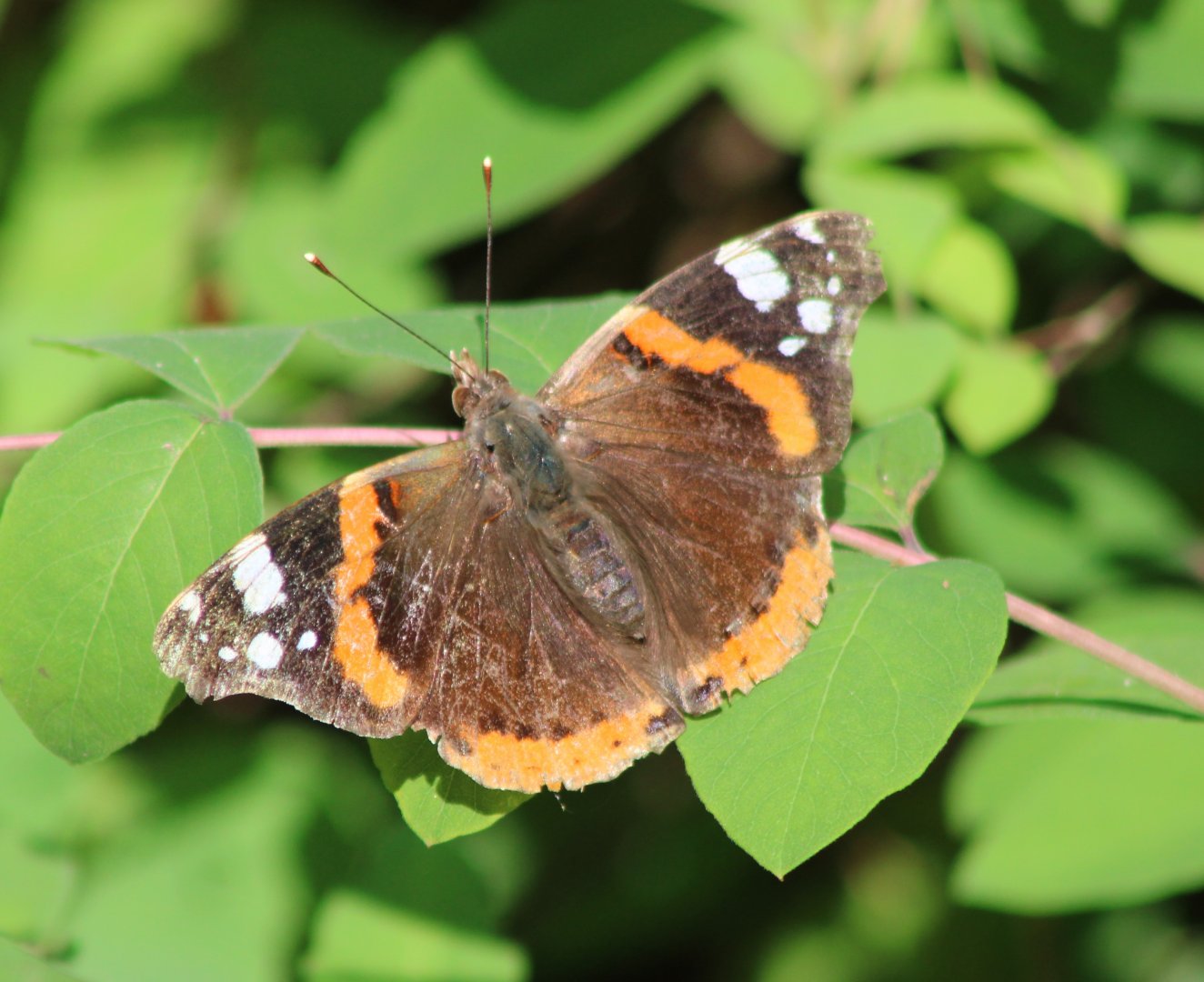 Vanessa atalanta