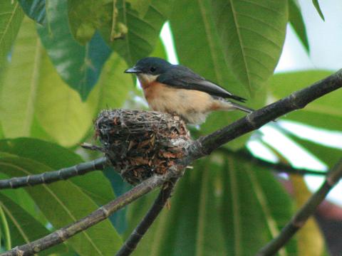 Vanikoro Flycatcher