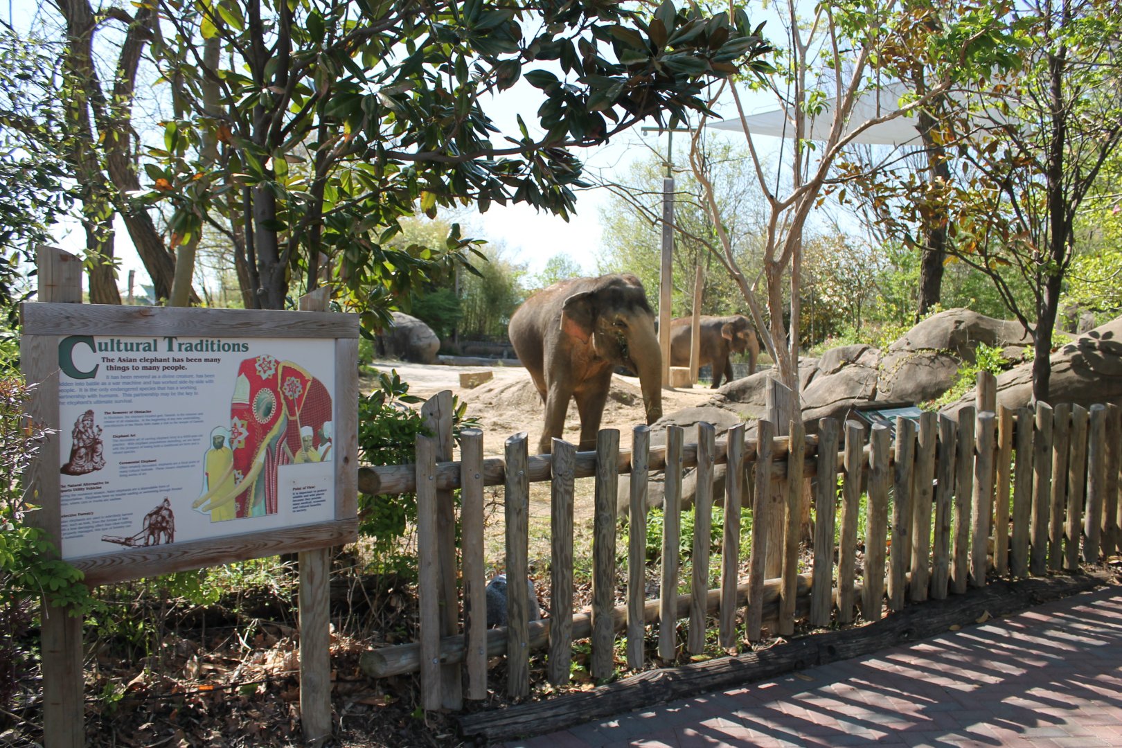Vanishing Giants/Elephant Reserve- Asian Elephant Exhibit Viewing