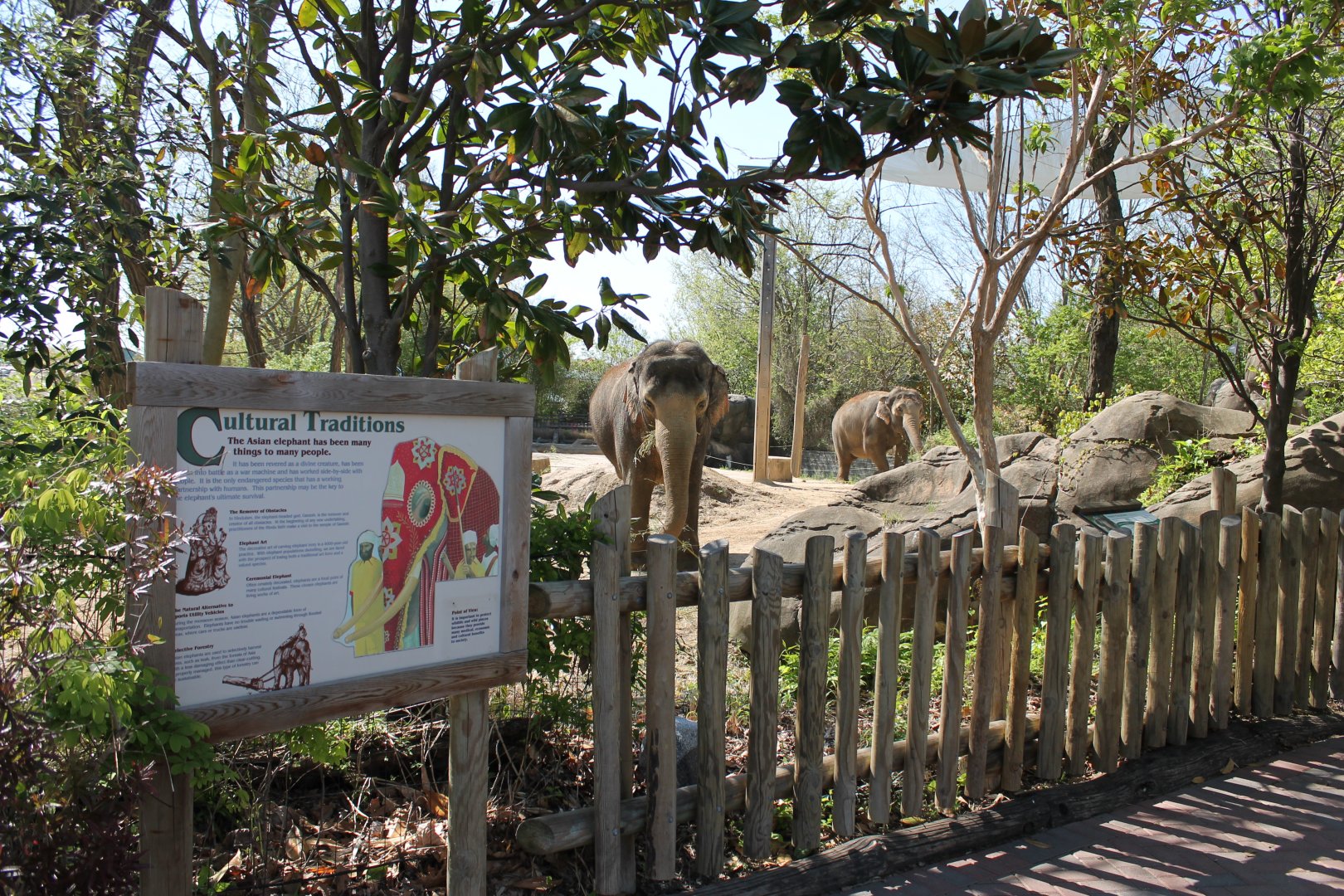 Vanishing Giants/Elephant Reserve- Asian Elephant Exhibit Viewing