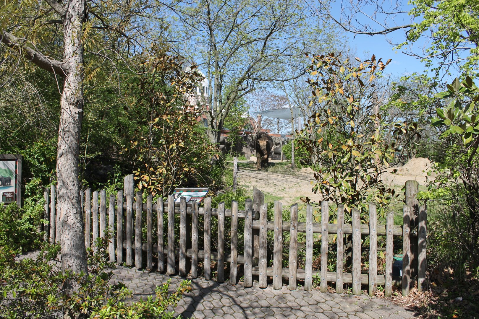 Vanishing Giants/Elephant Reserve- Asian Elephant Exhibit