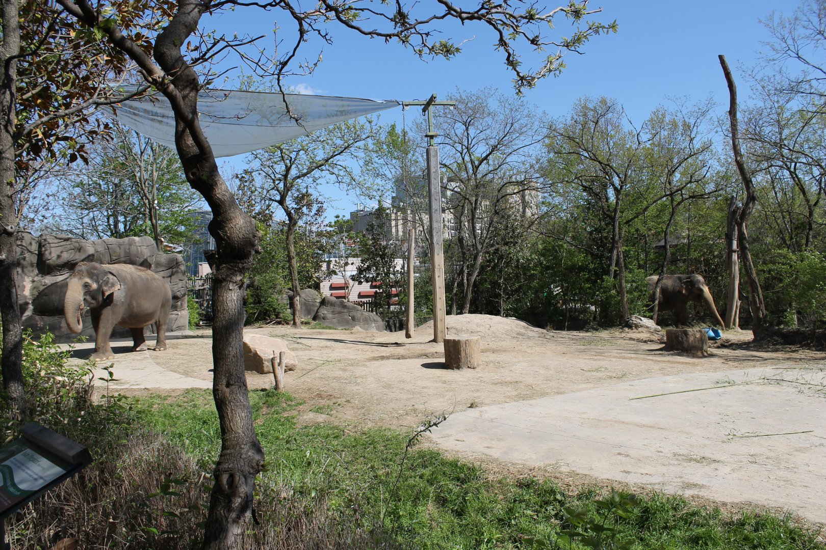 Vanishing Giants/Elephant Reserve- Asian Elephant Exhibit