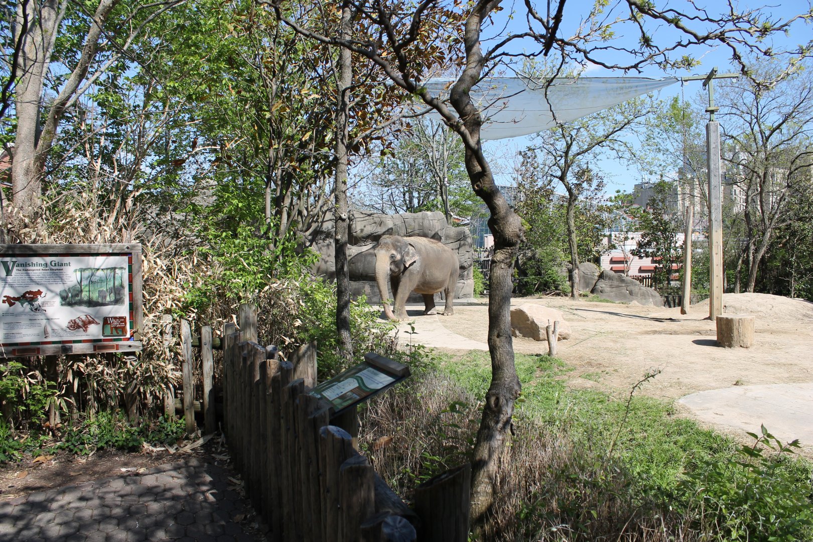 Vanishing Giants/Elephant Reserve- Asian Elephant Exhibit