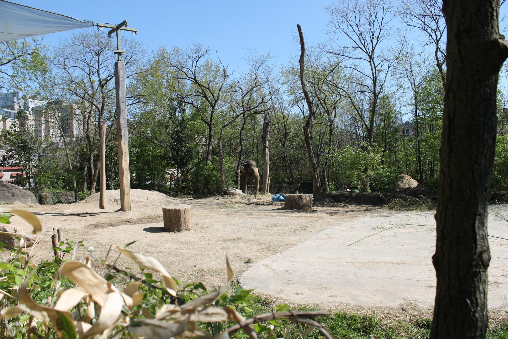 Vanishing Giants/Elephant Reserve- Asian Elephant Exhibit