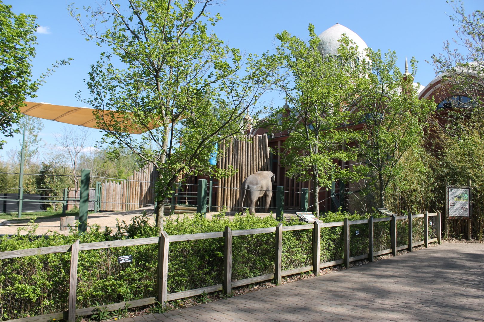 Vanishing Giants/Elephant Reserve- Bull Asian Elephant Exhibit
