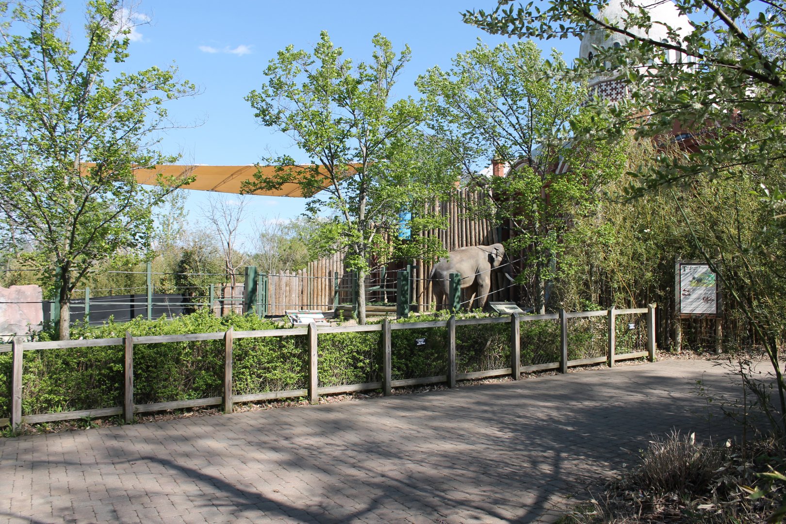 Vanishing Giants/Elephant Reserve- Bull Asian Elephant Exhibit