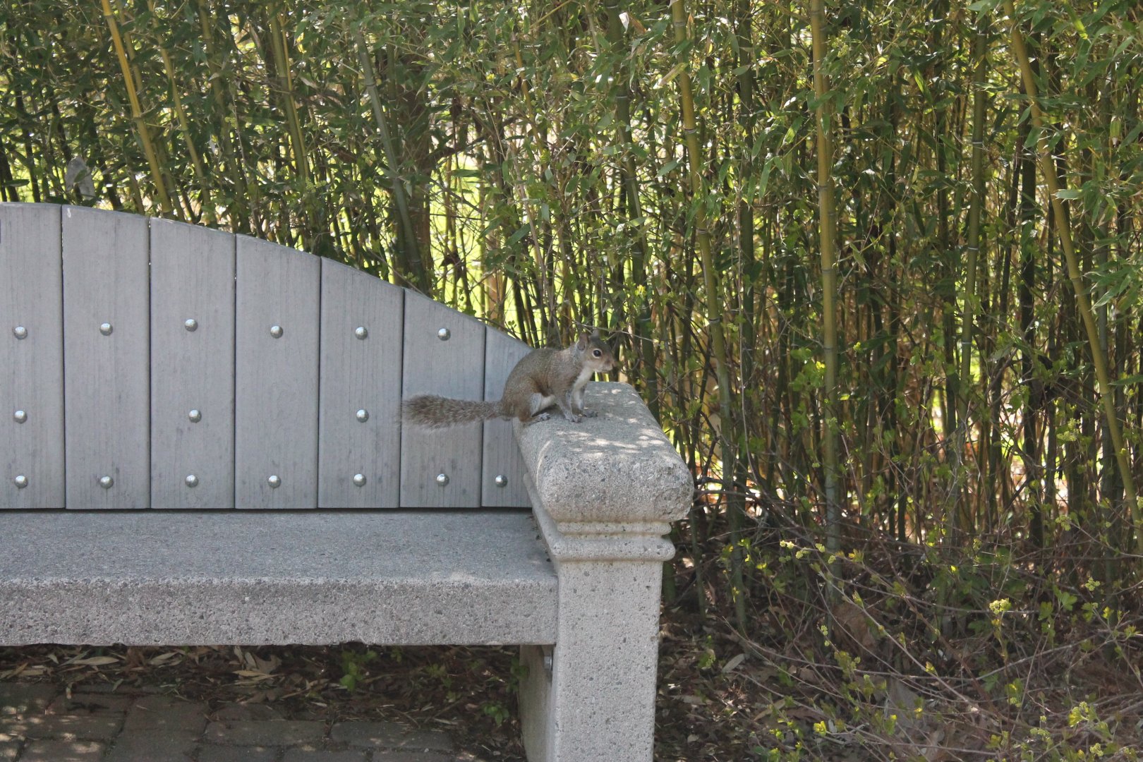 Vanishing Giants/Elephant Reserve- Eastern Gray Squirrel