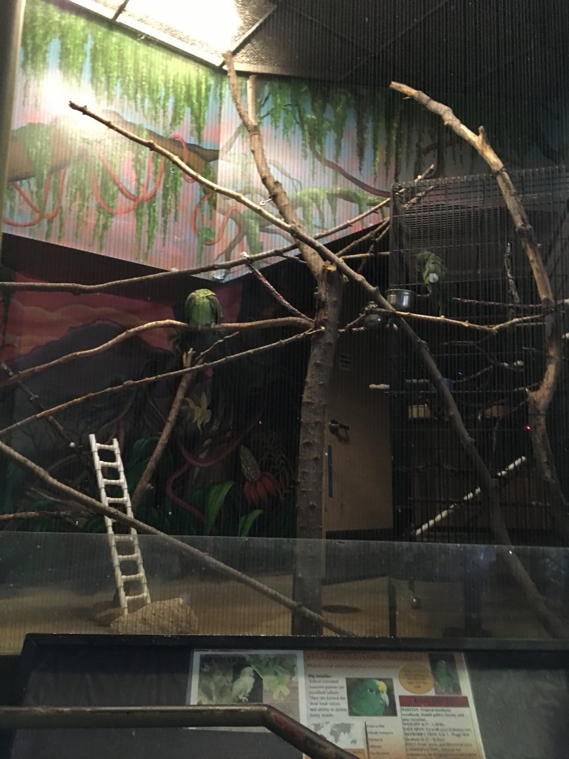 Vanishing Kindom - Amazon Parrot Exhibit