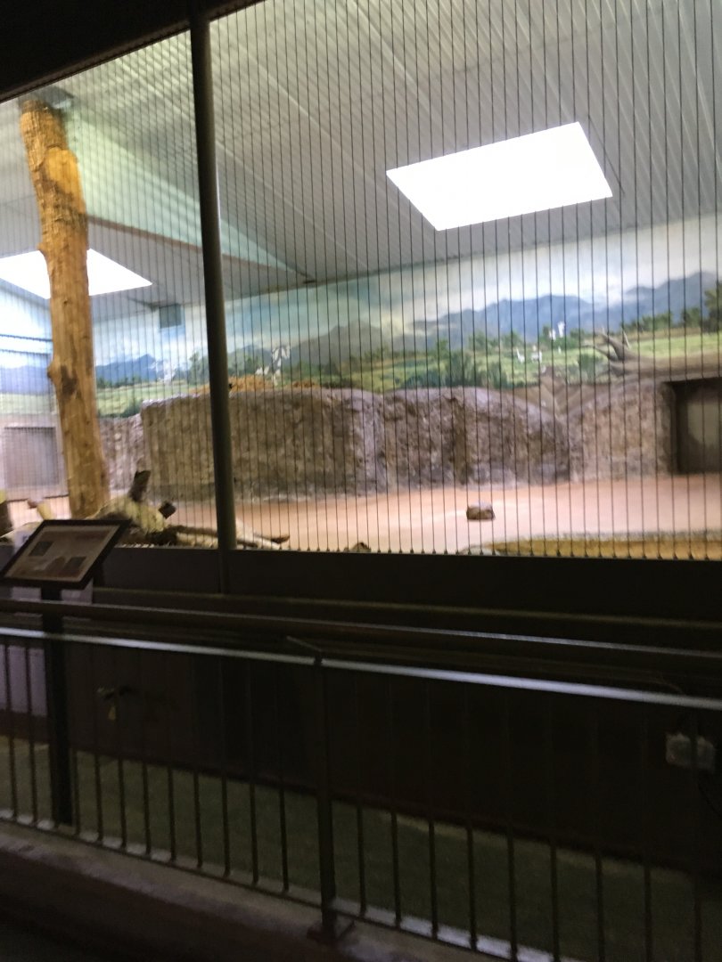 Vanishing Kindom - Amur Tiger Indoors