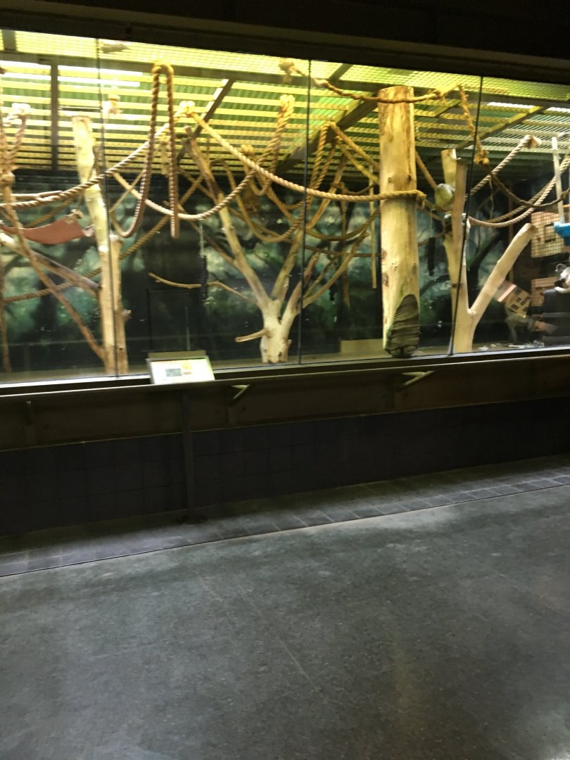 Vanishing Kindom - Black handed Spider Monkey Indoors