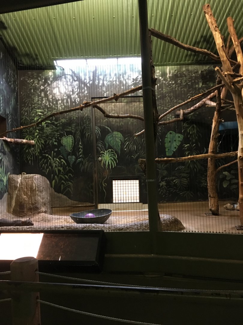 Vanishing Kindom - First Fossa Exhibit
