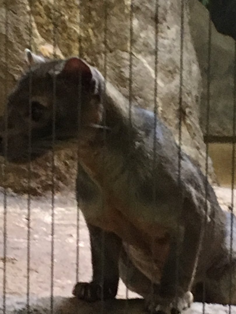 Vanishing Kindom - Fossa