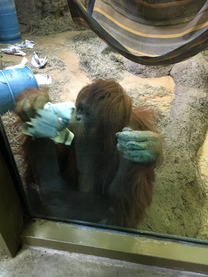 Vanishing Kindom - Orangutan