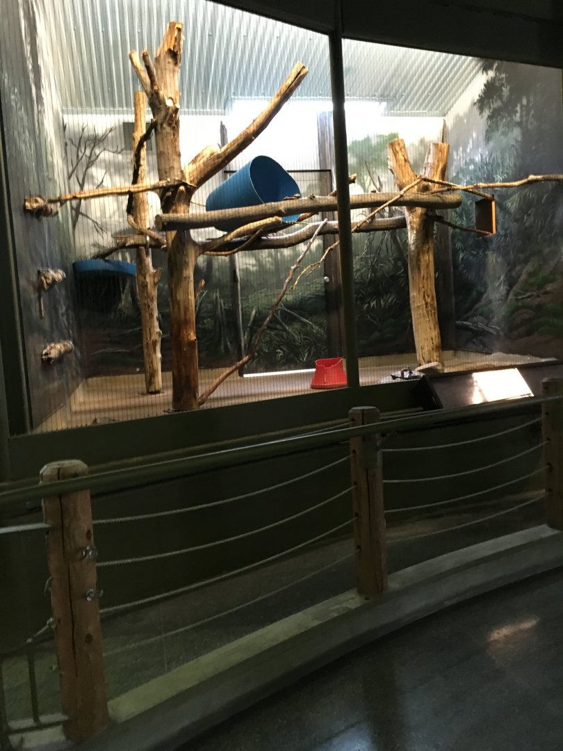 Vanishing Kindom - Second Fossa Exhibit