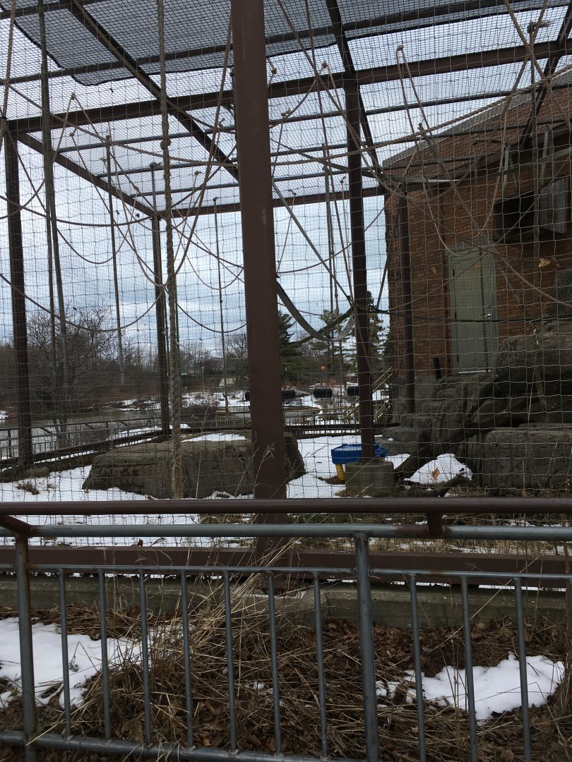 Vanishing Kindom - Spider Monkey Outdoors