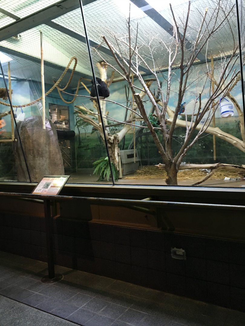 Vanishing Kindom - White handed Gibbon Indoors