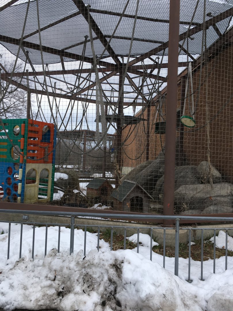 Vanishing Kindom - White Handed Gibbon Outdoors