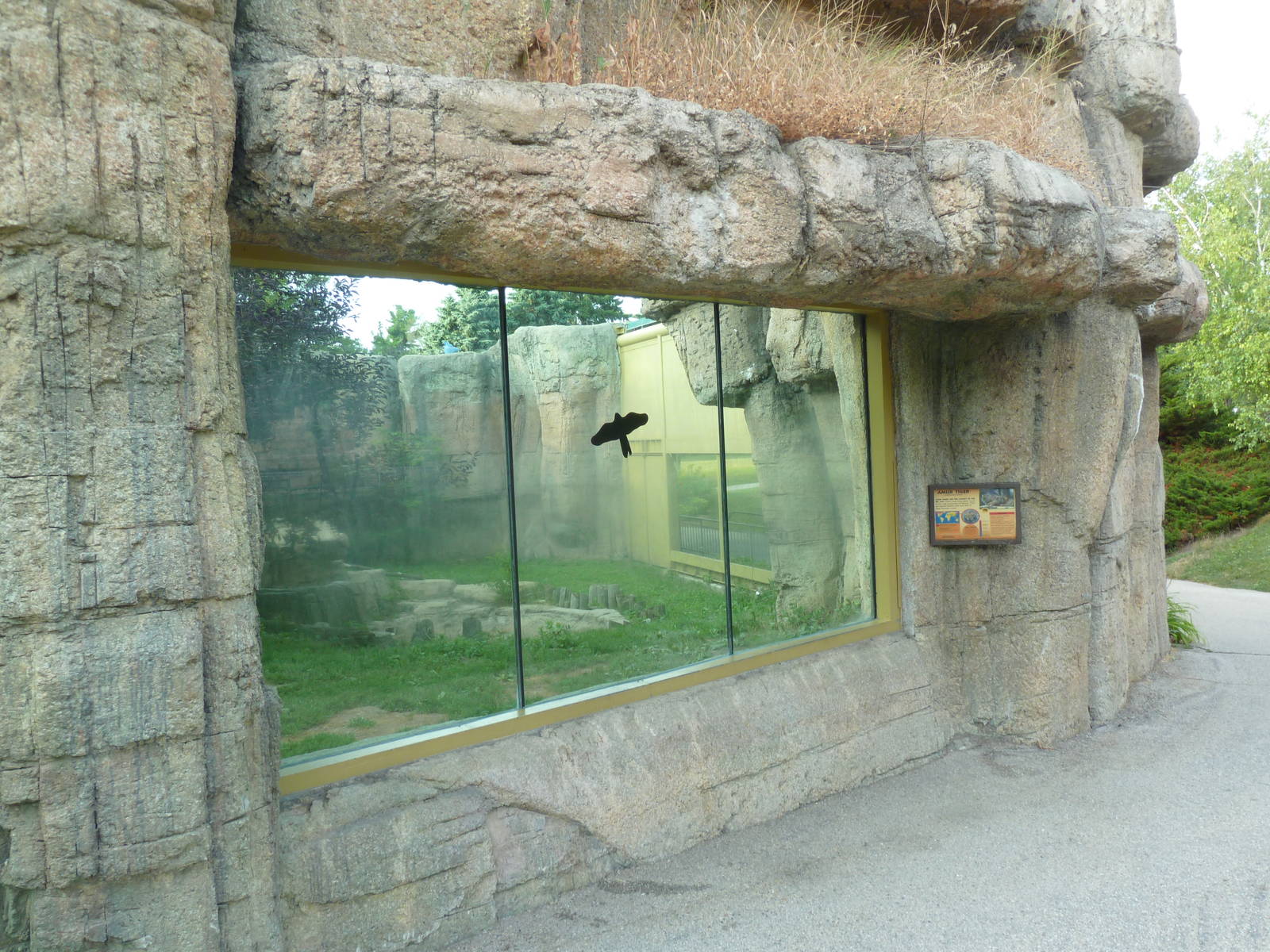 Vanishing Kingdom - Amur Tiger Exhibit