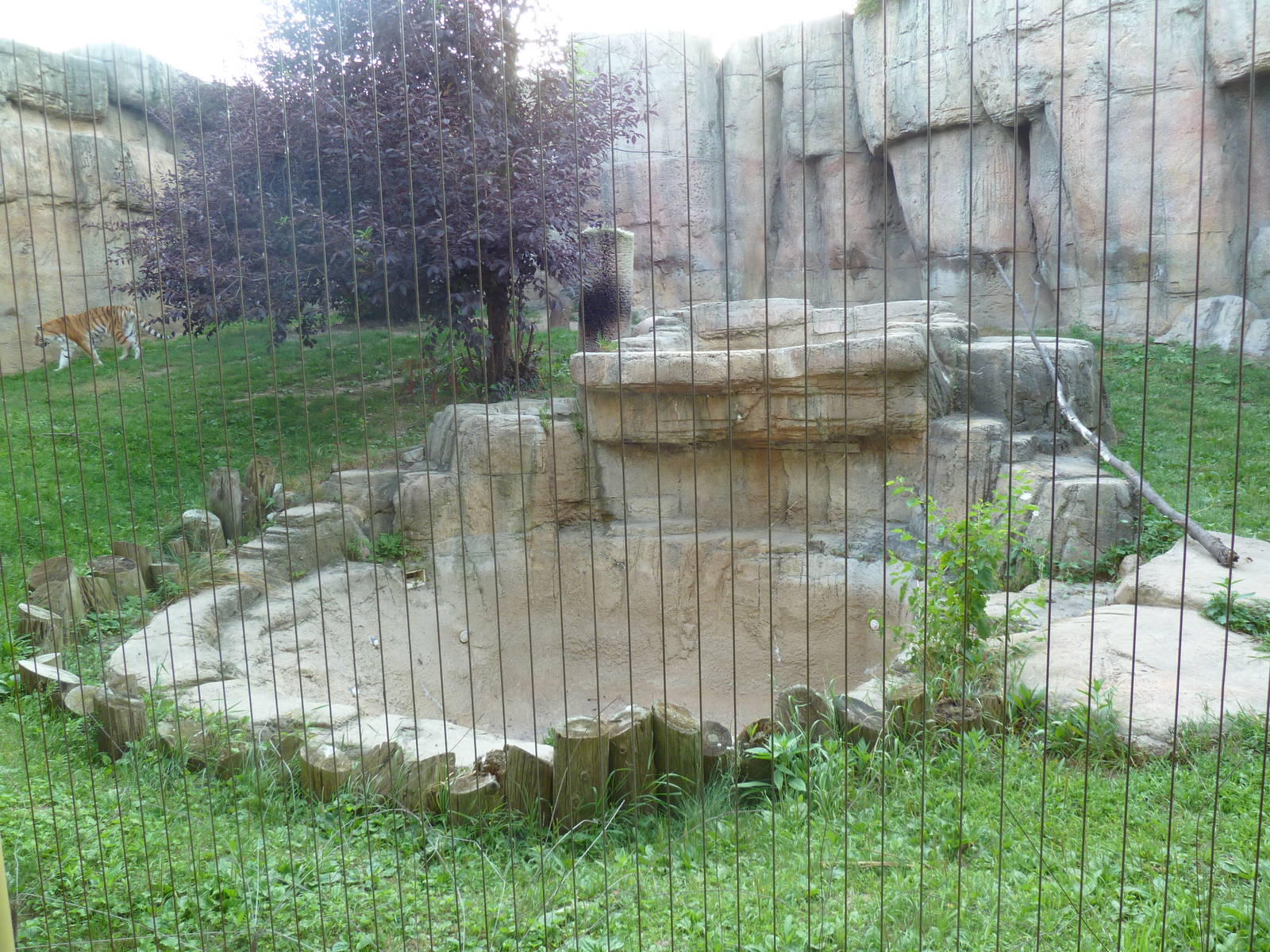 Vanishing Kingdom - Amur Tiger Exhibit