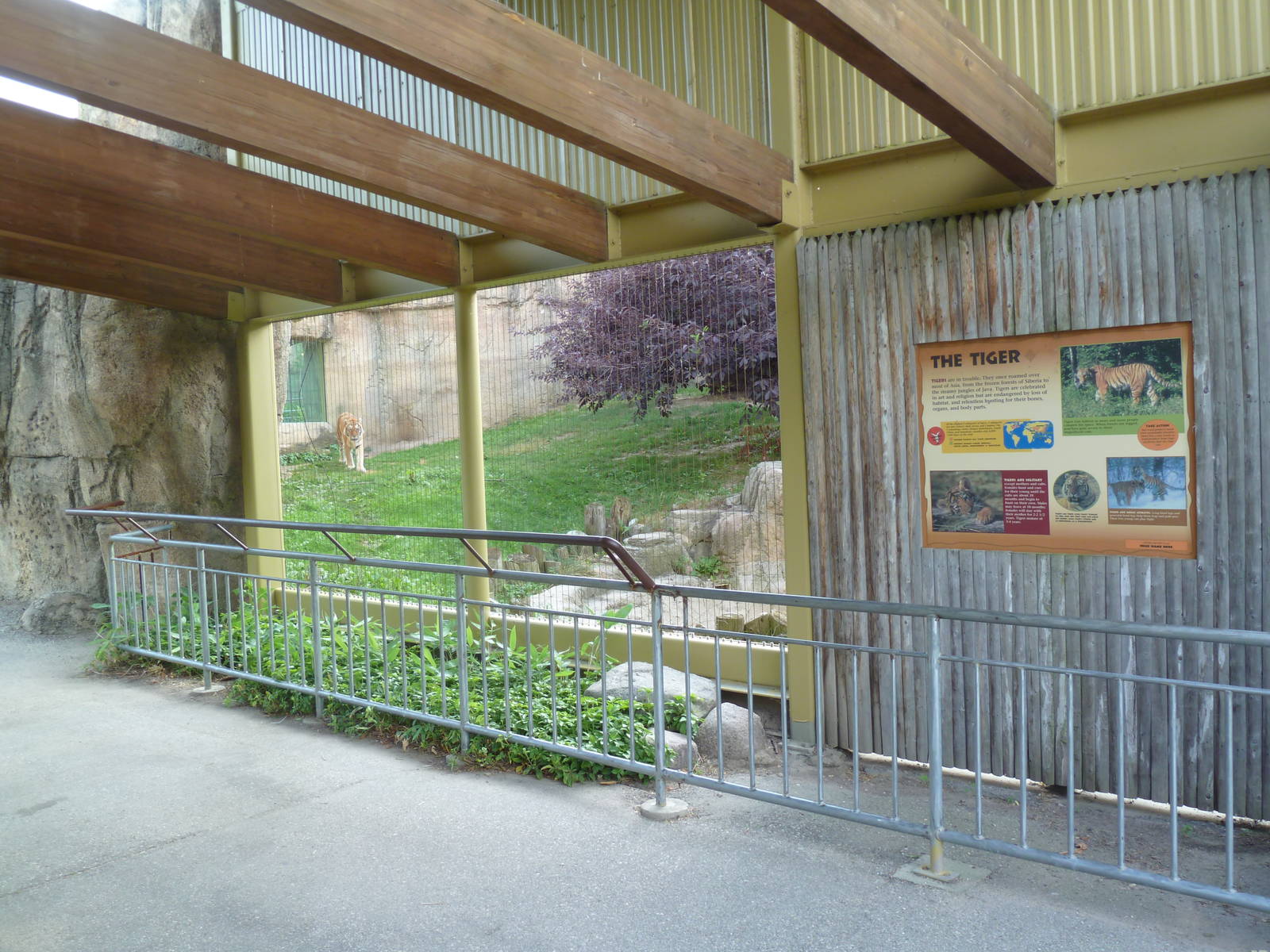 Vanishing Kingdom - Amur Tiger Exhibit