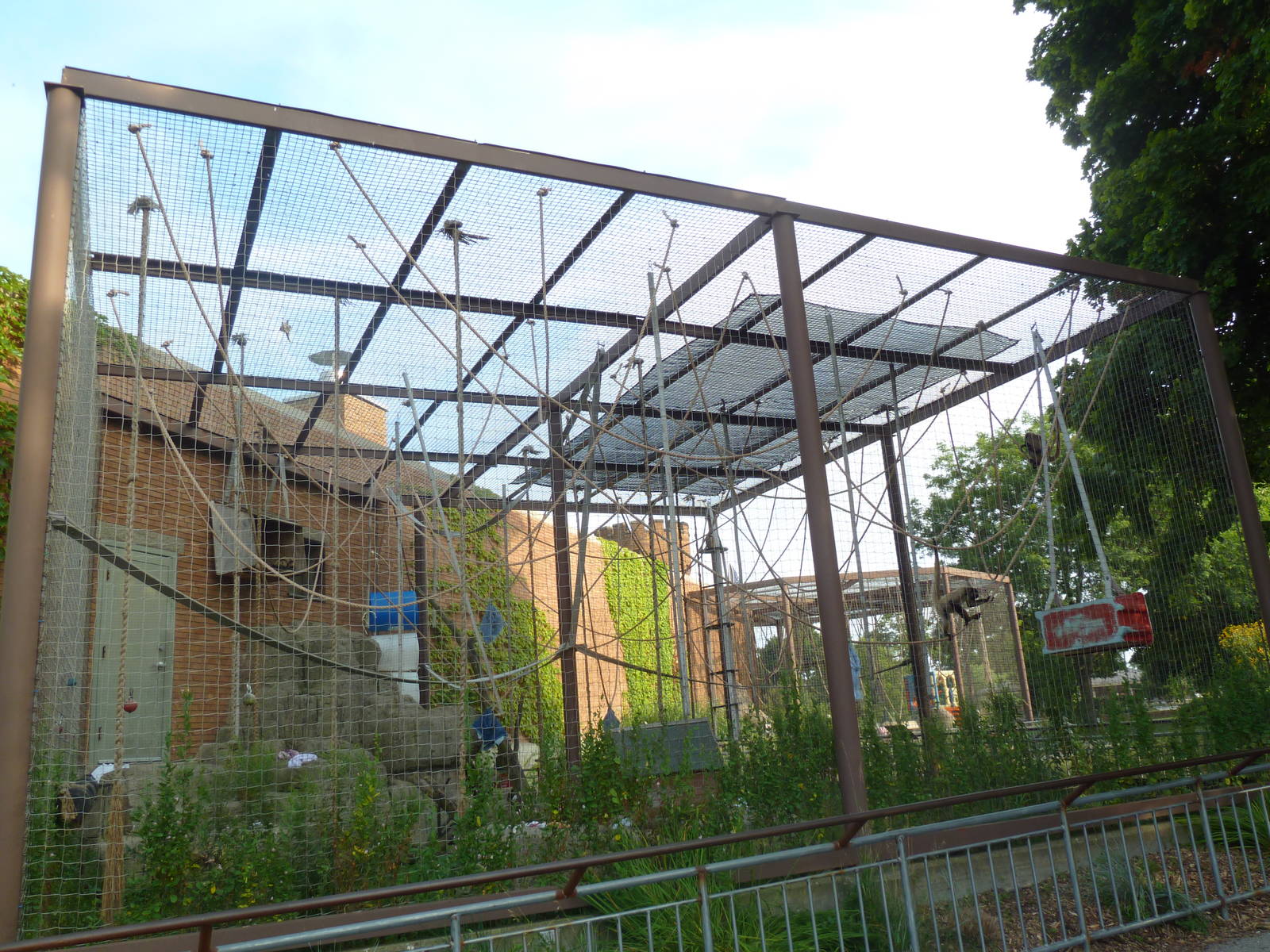 Vanishing Kingdom - Black-Handed Spider Monkey Exhibit