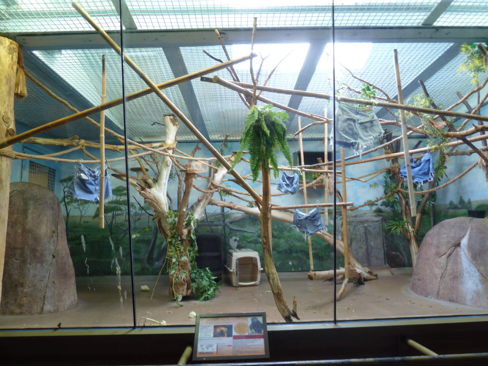 Vanishing Kingdom - Blue-Eyed Black Lemur Exhibit