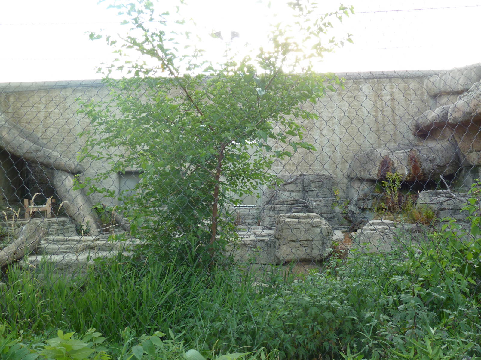 Vanishing Kingdom - Canada Lynx Exhibit