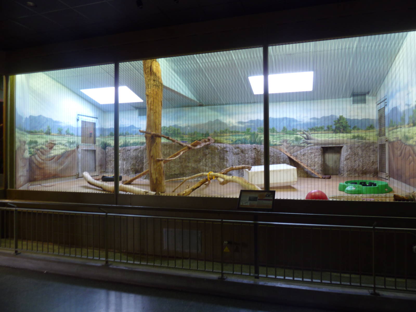 Vanishing Kingdom - Coati Exhibit