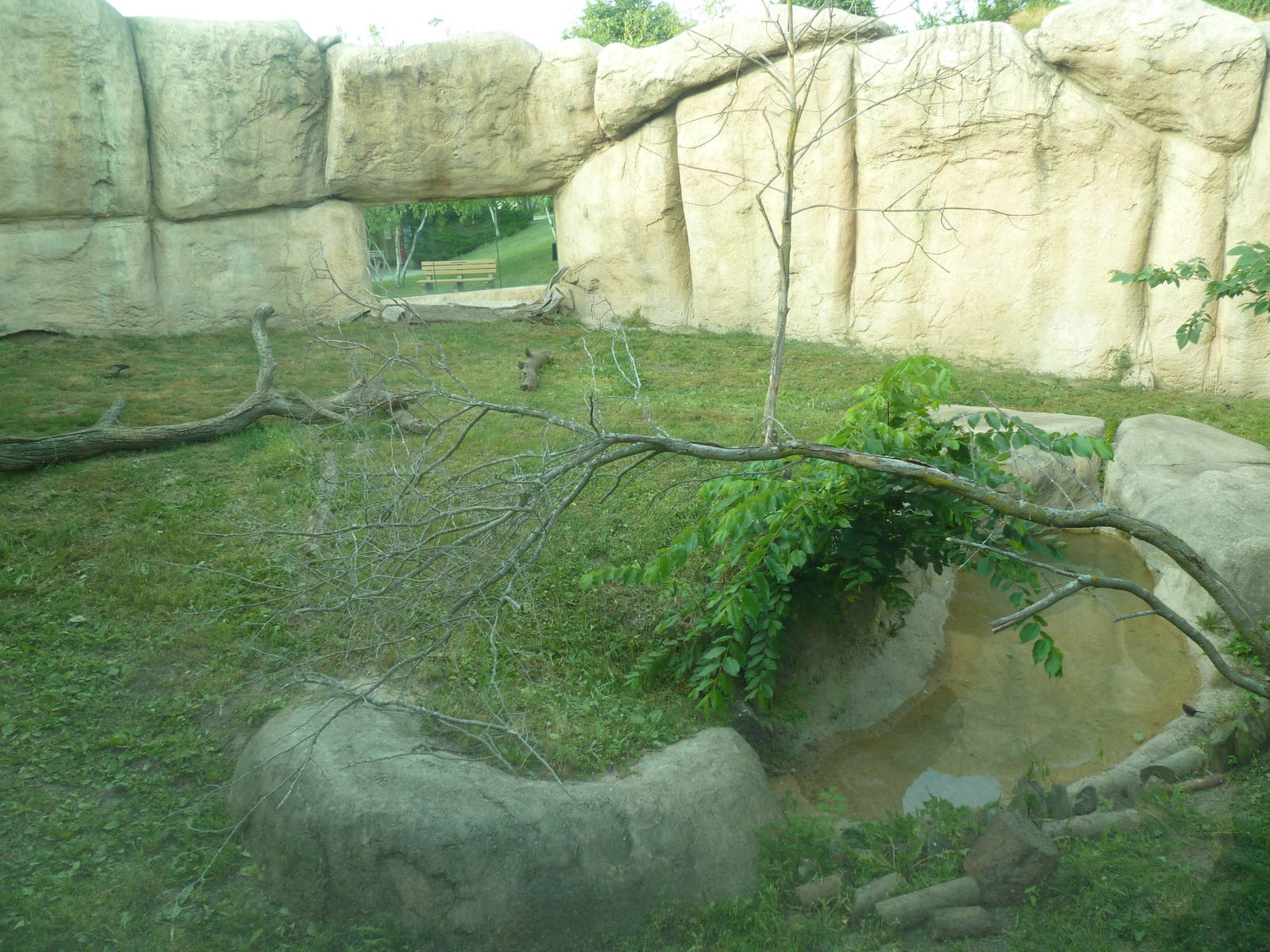 Vanishing Kingdom - Lion Exhibit