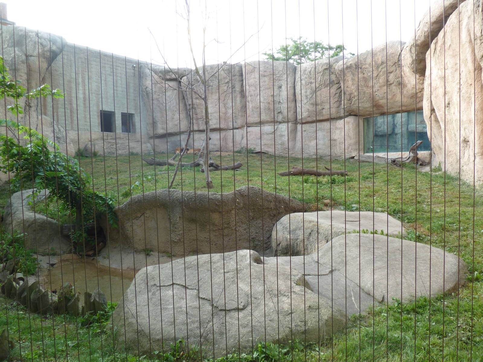 Vanishing Kingdom - Lion Exhibit