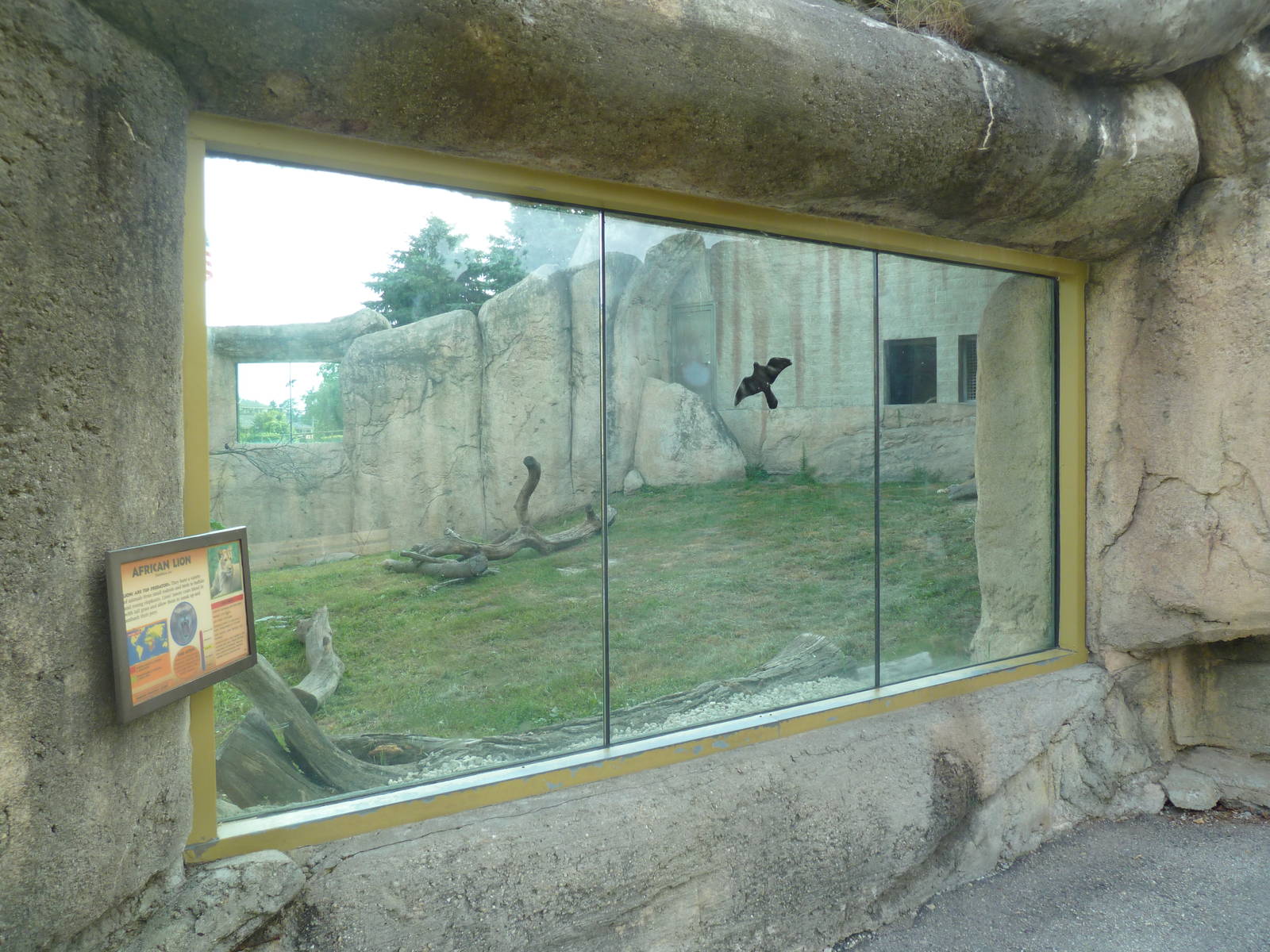 Vanishing Kingdom - Lion Exhibit