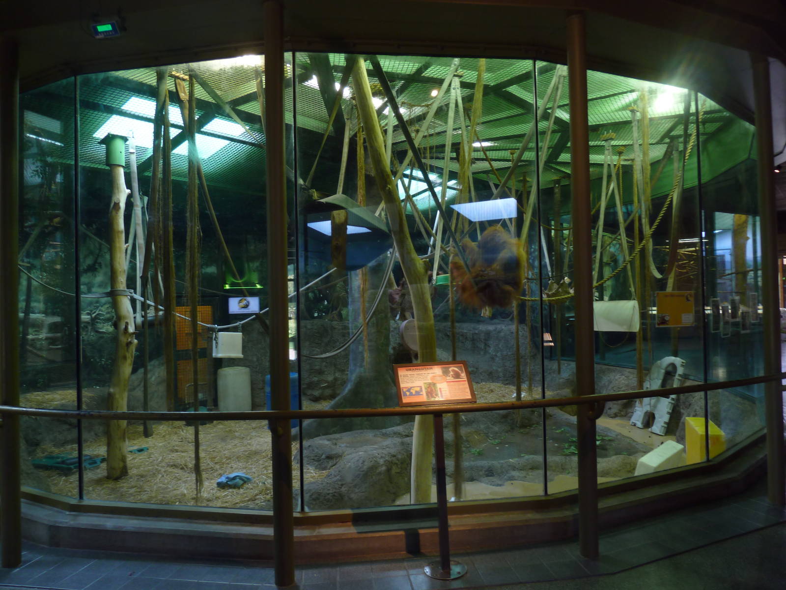 Vanishing Kingdom - Orangutan Exhibit (no outdoor access)