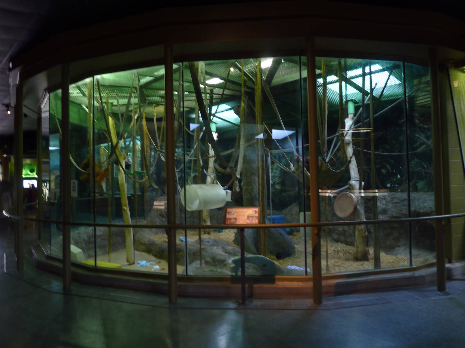 Vanishing Kingdom - Orangutan Exhibit (no outdoor access)