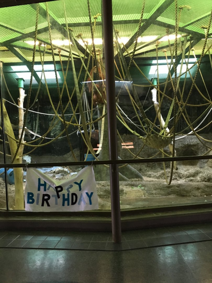 Vanishing Kingdom - Orangutan Exhibit