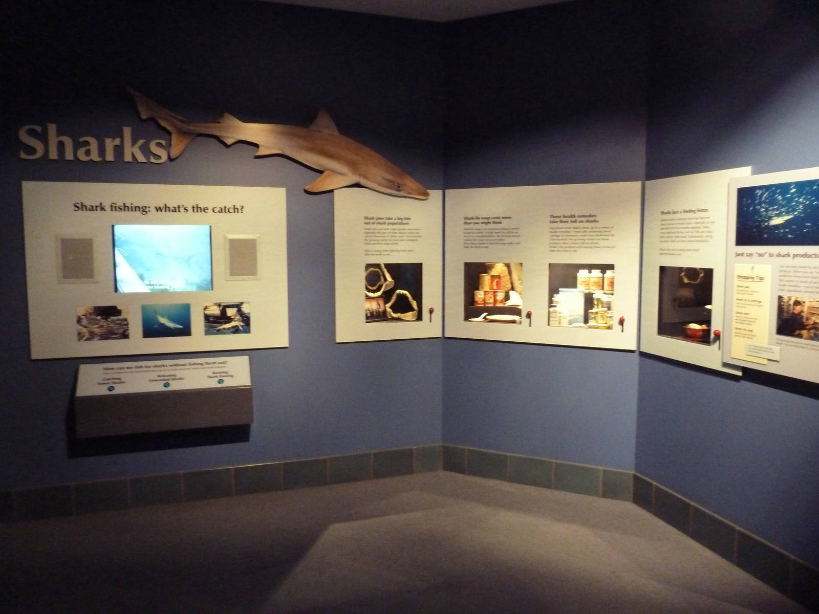 Vanishing Wildlife - Shark Display