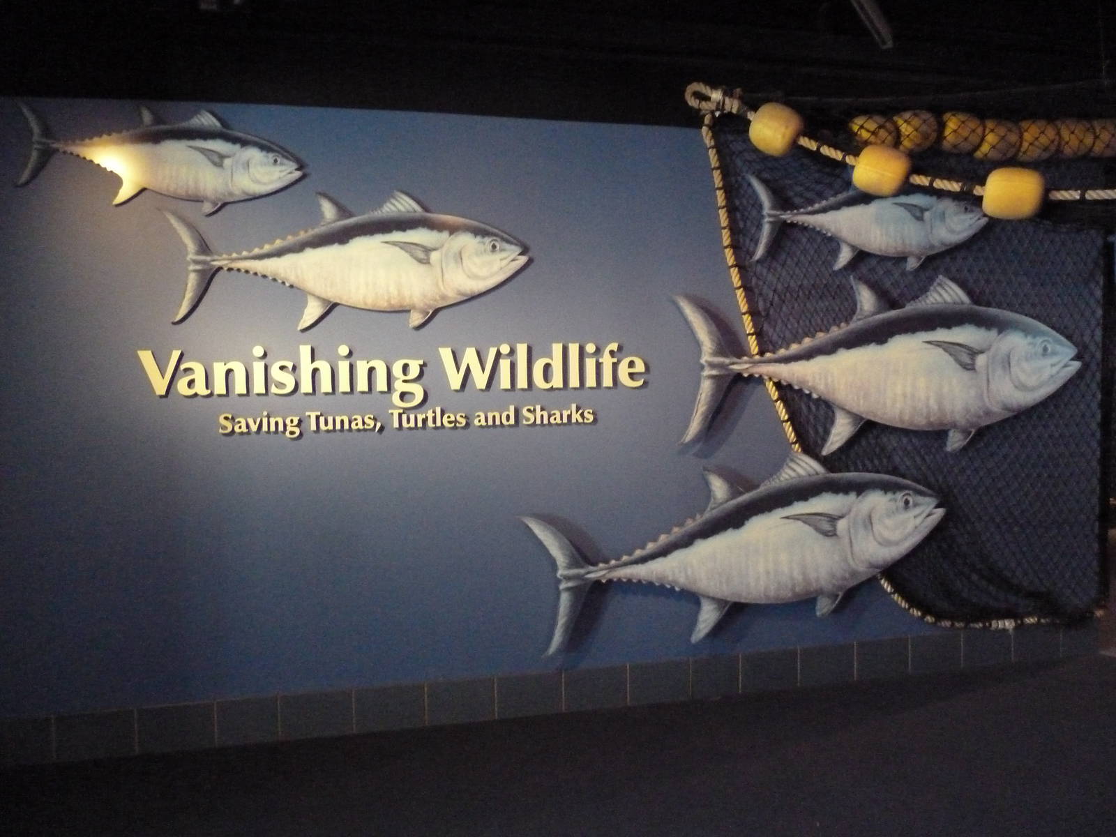 Vanishing Wildlife - Tuna Display