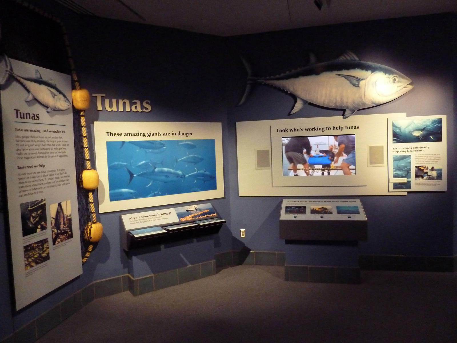 Vanishing Wildlife - Tuna Display