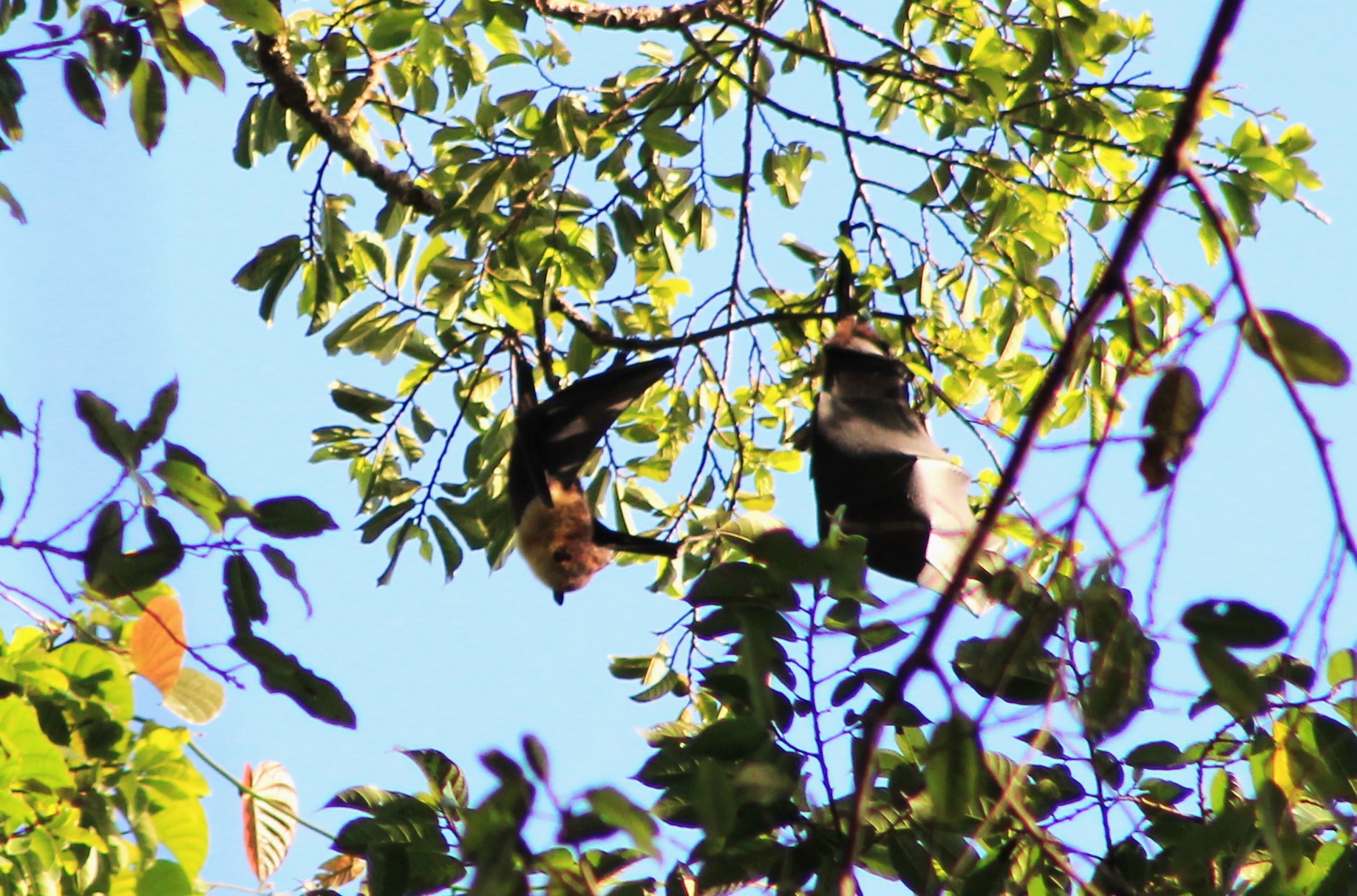 Vanuatu Flying Fox (Pteropus anetianus aorensis)