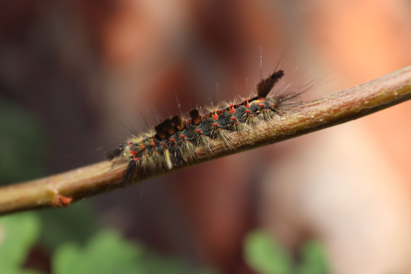 Vapourer (Orgyia antiqua)