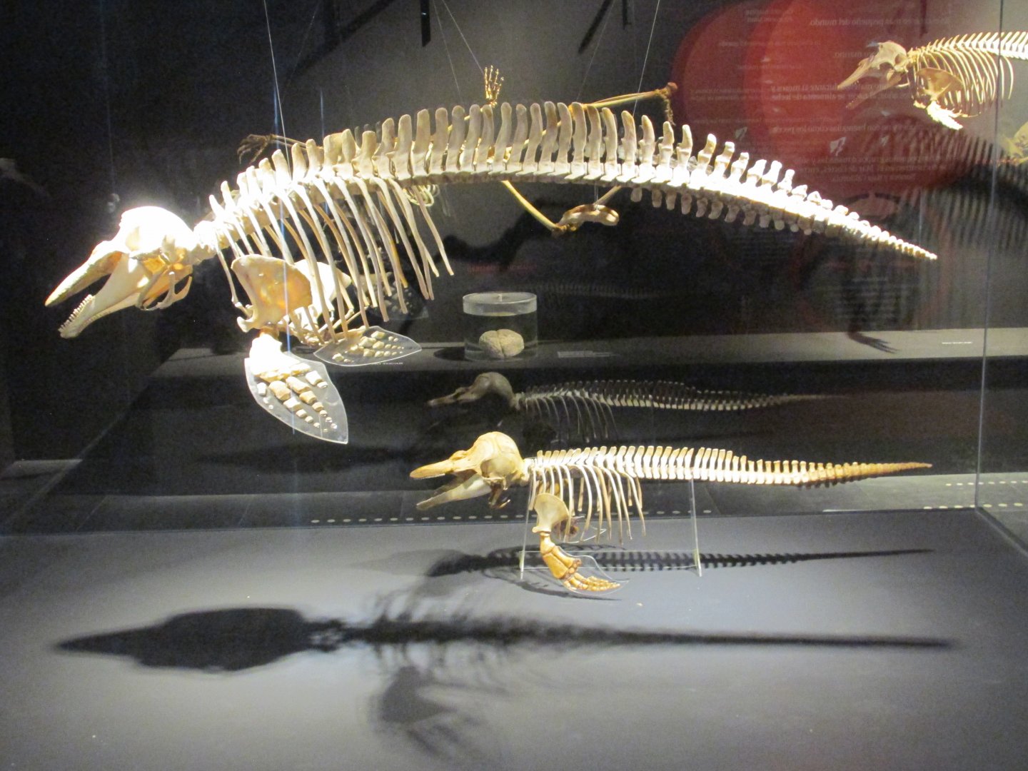 vaquita adult and juvenile skeletons