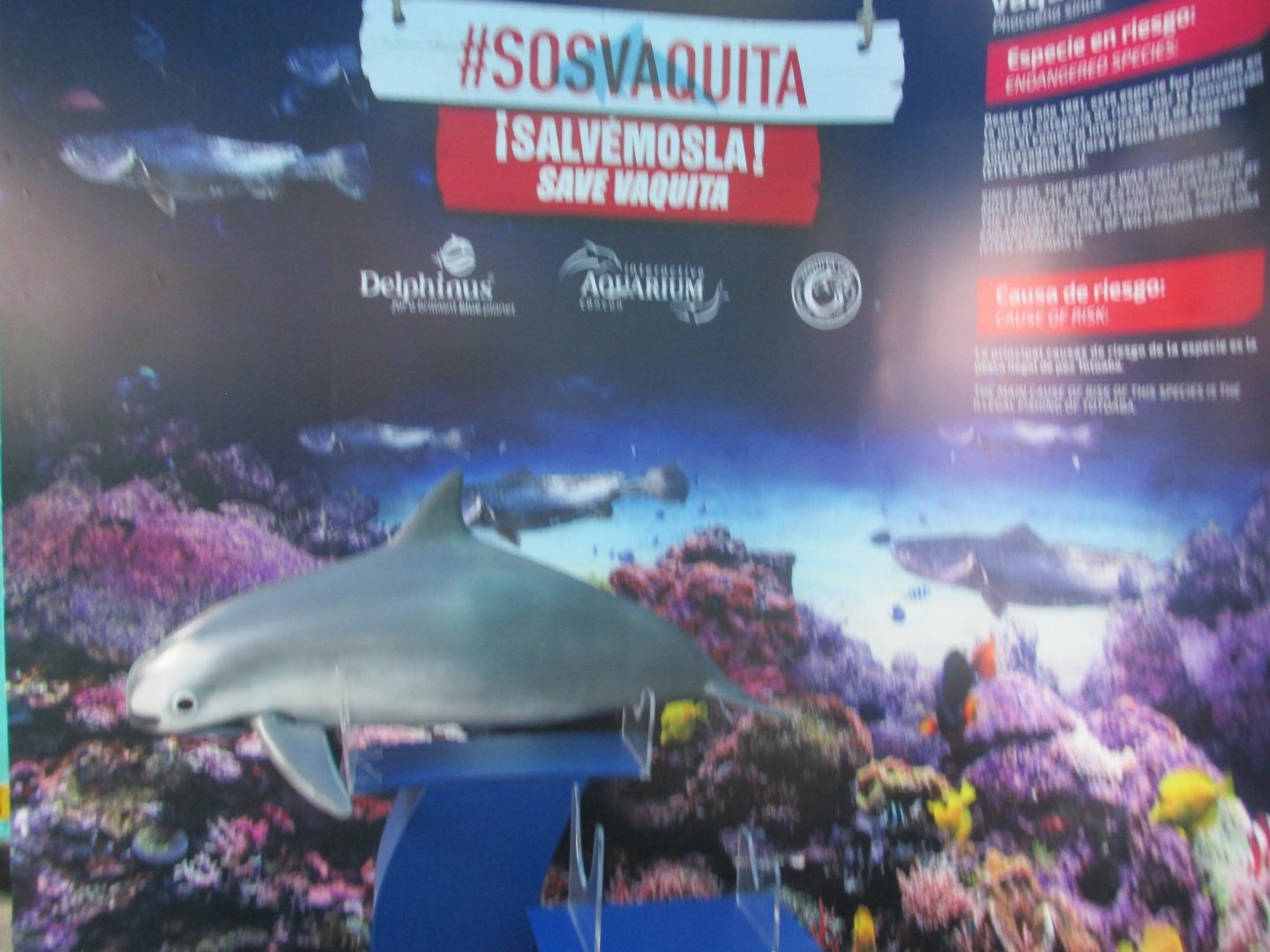vaquita model exhibit