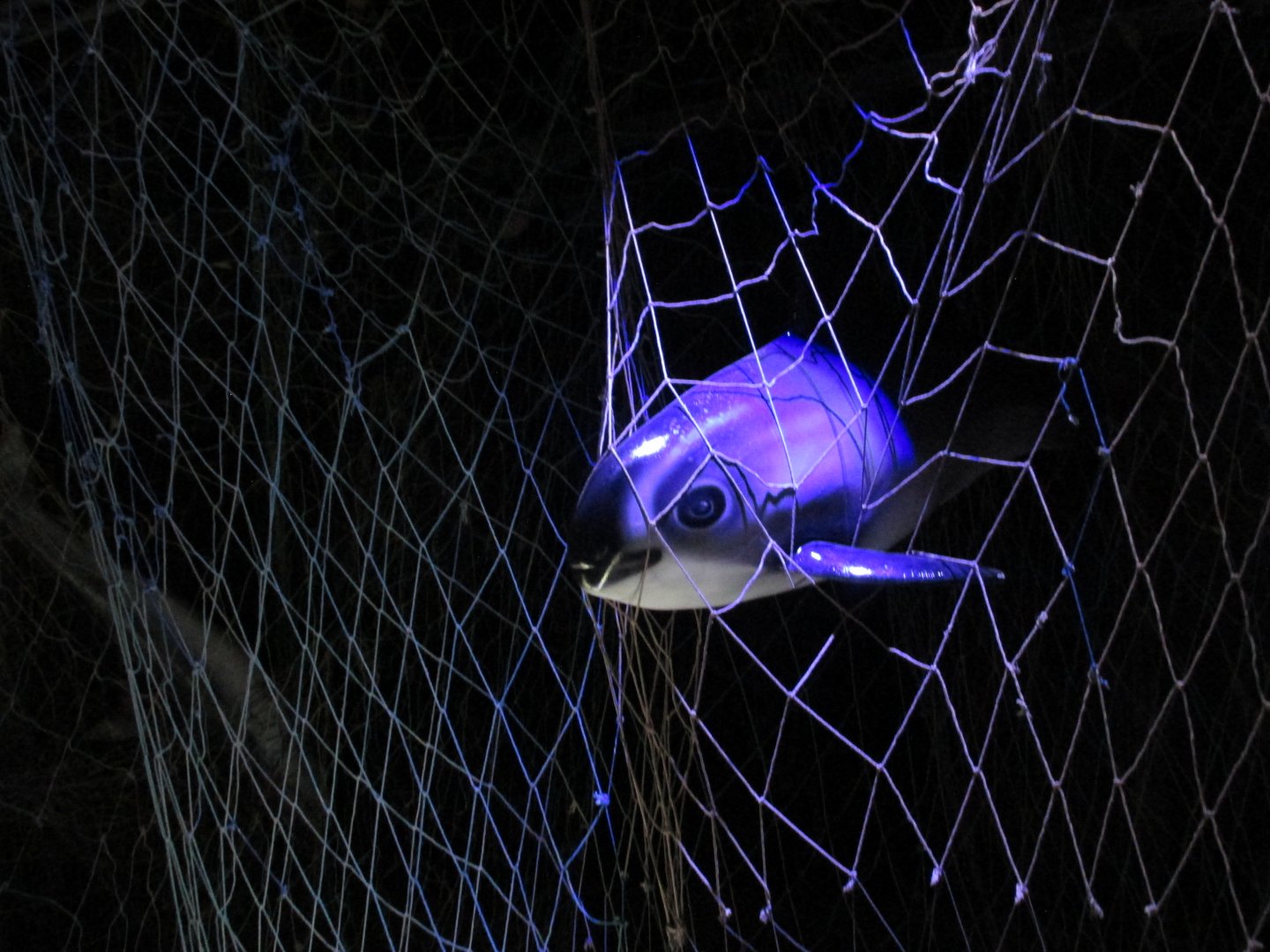vaquita  model in net