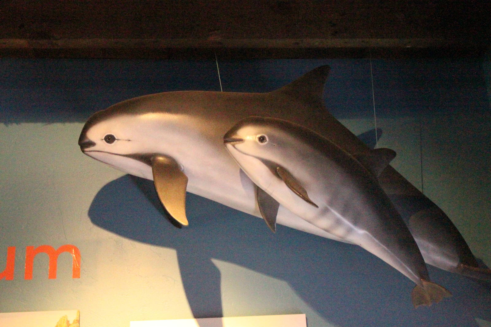 Vaquita Model
