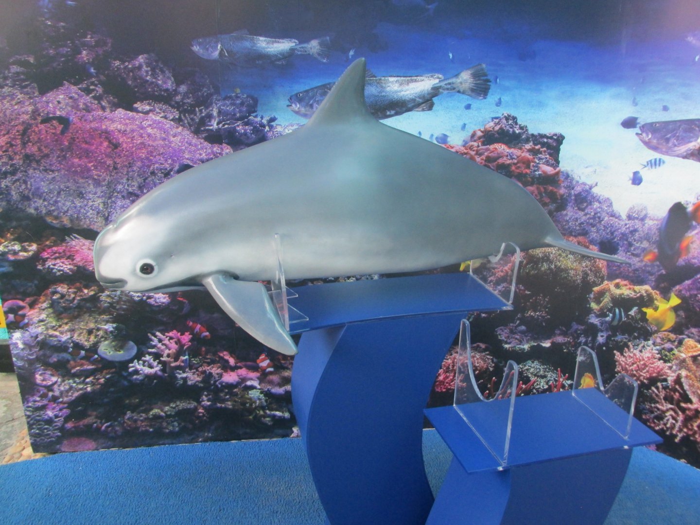 vaquita model