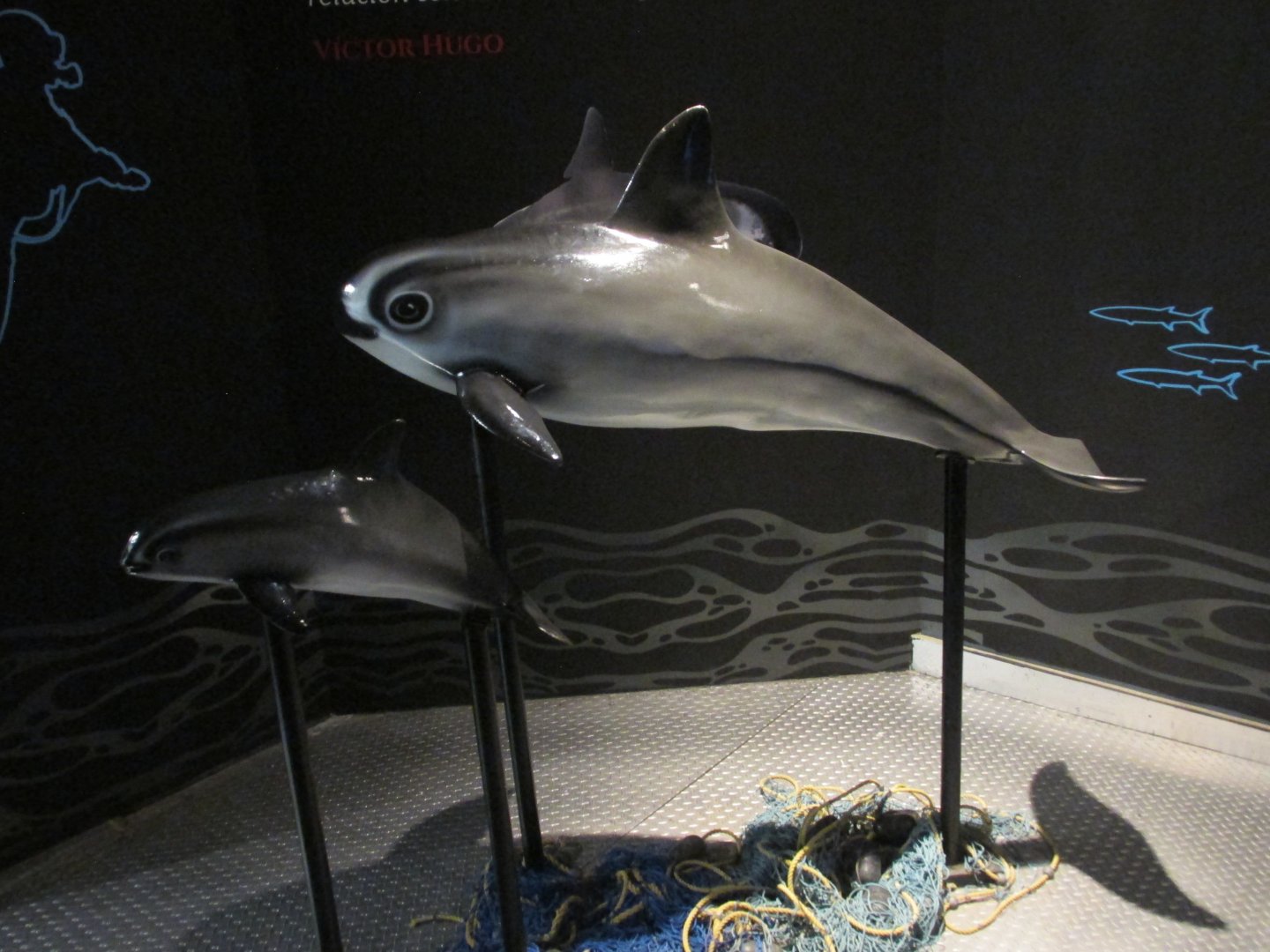vaquita models