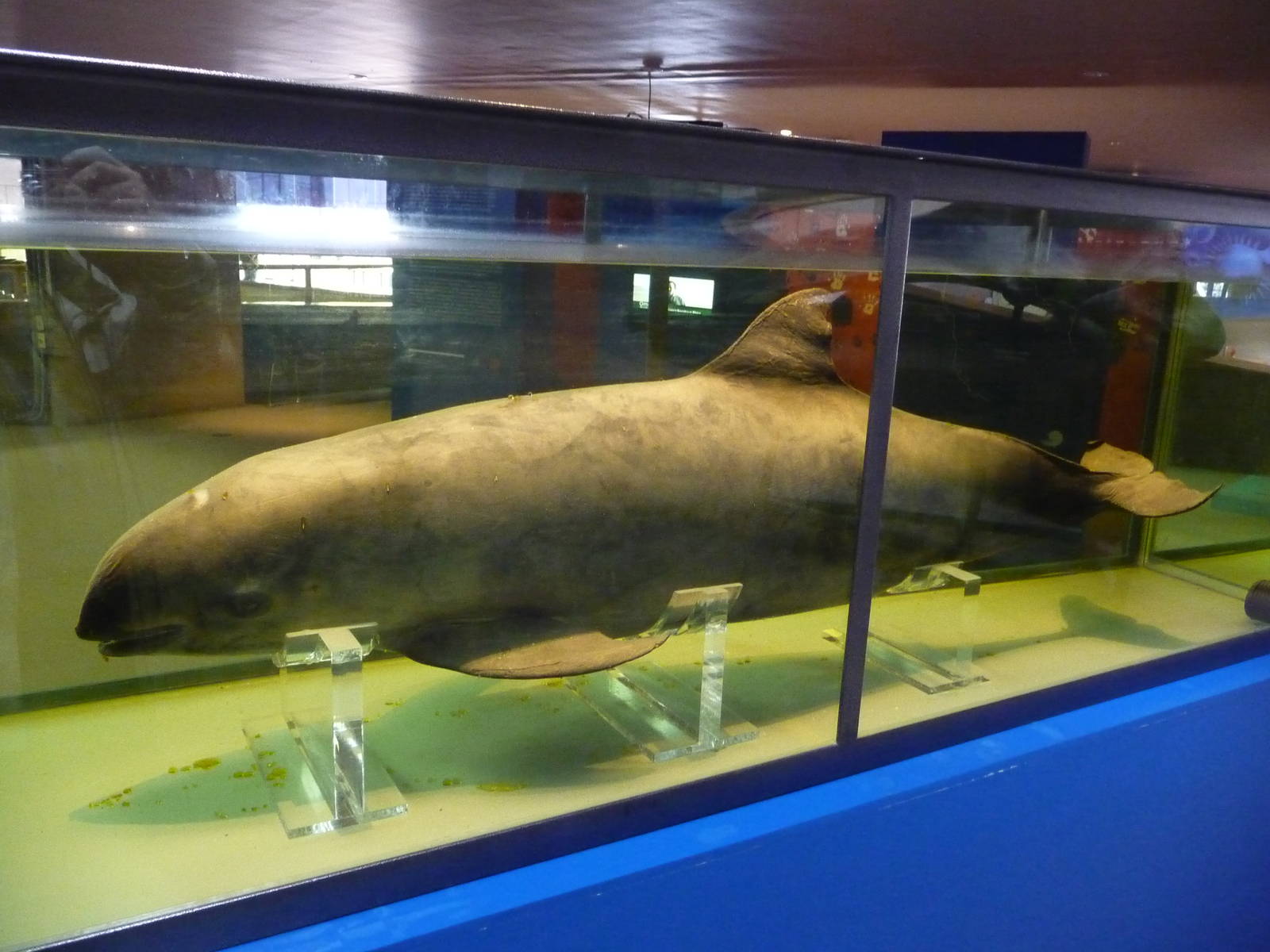 Vaquita Porpoise  phocena sinus Acuario Centro Cultural Tijuana