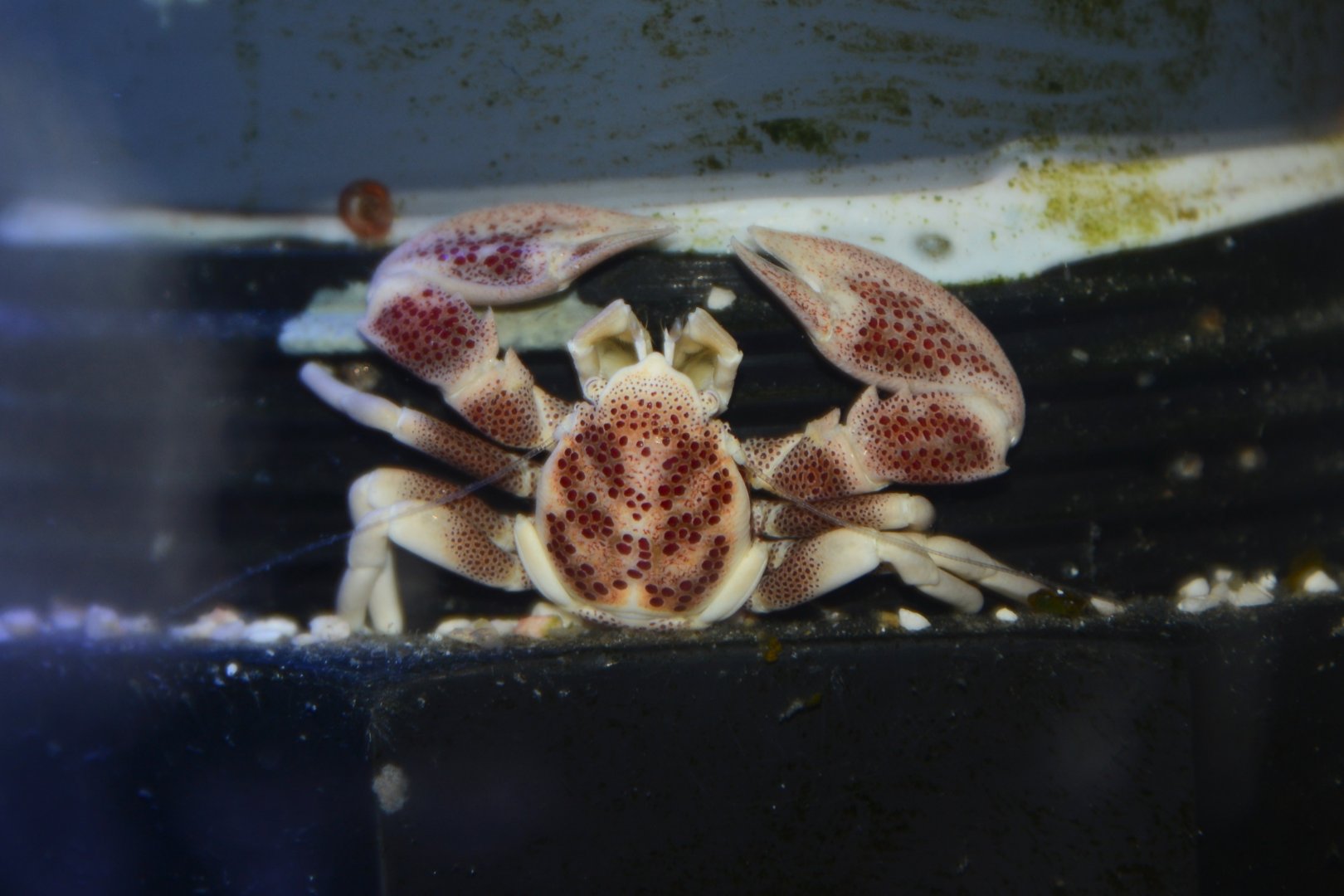 var. "ohshimai" porcelain crab (Neopetrolisthes maculatus)
