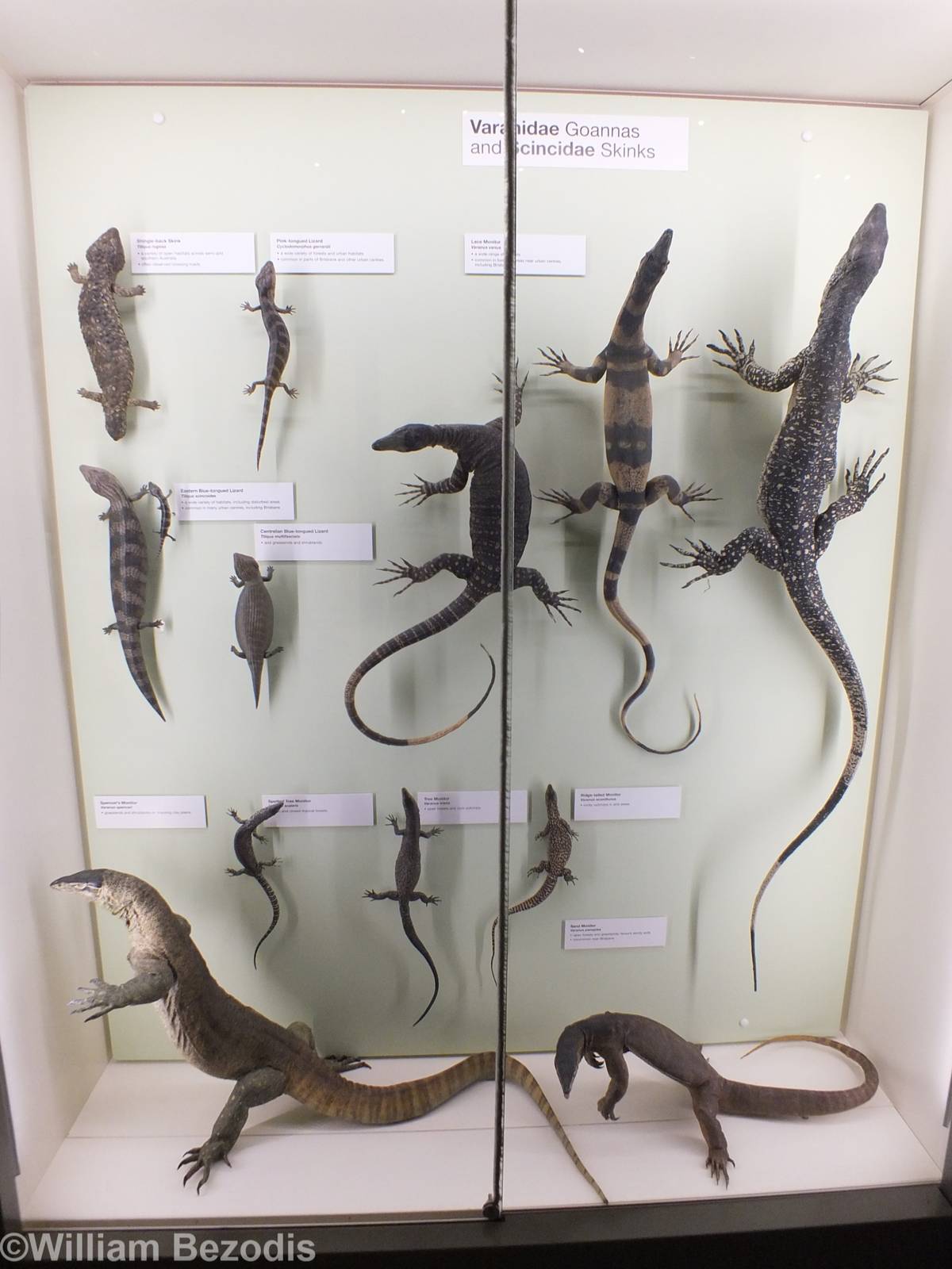 Varanidae Display - Queensland Museum